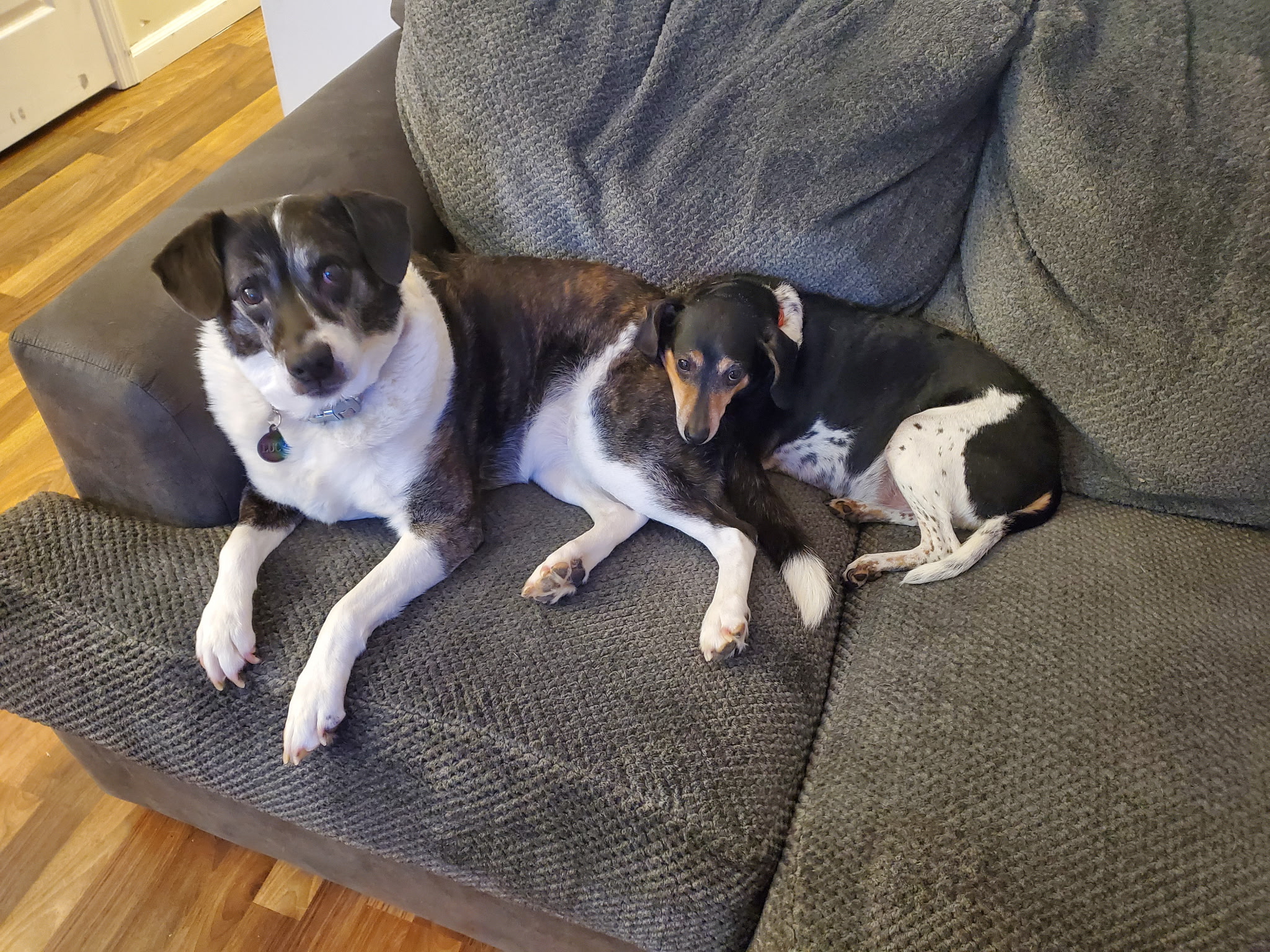 Lucy and Rufus the hardware specialists at JIL Technology